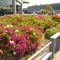 TRINITARIAS