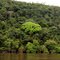 selva a orillas del caroni