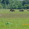 Caballos en Apure Venezuela
