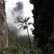 Descent from Auyantepui