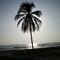 Palmera en el Golfo Triste