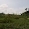 Ciénagas del río Yaracuy