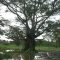 Inundado
