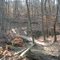 Wild Turkey Trail