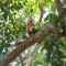 MACACO EM MATO GROSSO