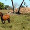 Fazendas no Mato Grosso