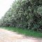 Rodovivia MT 358 - Trecho Barra do Bugres a Nova Olimpia - MT