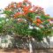 Flamboyant em flor em Brejinho de Nazaré