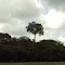 Castanheira