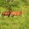 Tufão e Baronesa - Faz. Areoeira II