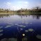 Yellow Pond Lily, Whitesbog Reservoir