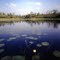Yellow Pond Lily, Cranberry Reservoir, Whitesbog