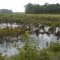 Cranberry Bogs, New Egypt
