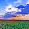 Por-do-sol sobre plantação de soja - Sorriso, Mato Grosso