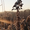 Frozen Goldenrod in Cuba, NY