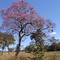 Monte Alegre de Goiás - GO, Ipê roxo às margens da GO-118