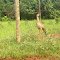 Siriema (Cariamidae) em Goiás