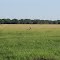 Cadastro de Compromisso Socioambiental - Fazenda Amparo - Cadastrada desde 2009