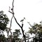 Aves