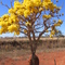Ipê Amarelo