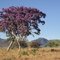 IPÊ ROXO I