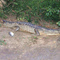 Caiman, o jacaré do Pantanal -By Vilson Volpato
