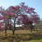 Beautiful tree, Chapada dos Guimaraes