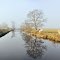 Landschaft mit Baum und Vieh