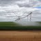 Trigo - irrigated wheat