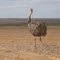 Avestruz /// OSTRICH