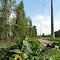 Sunflower in the Powerline corridor