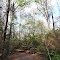 Blocked hiking trail - Much clear-out work remains at Memorial Park (March 2012)