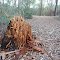 Tree stump