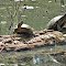 Turtles sunbathing on a decaying tree trunk at a muddy water hole