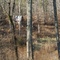 Possum Lodge