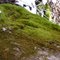Moss
