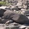 Bloco granítico com inscrições rupestres encontrado no leito seco do rio Madeira em setembro de 2009 - Porto Velho - RO