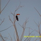Tucano
