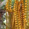 Flor do Buriti