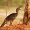 Seriema - Ribeirão Cascalheira