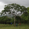 Pequizeiro