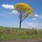 Ipê amarelo (Tabebuia chrysotricha)