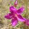 Flor do cerrado (GRM)