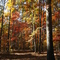 A walk in the woods.