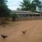 Sitio do ze Adami