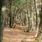 The old forest
