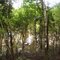 Selva inundable cerca a Tarapaca Amazonas