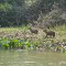 Fauna do Pantanal - MS -  Capivaras
