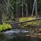 Creek in the Fall
