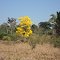 Ipe Amarelo
